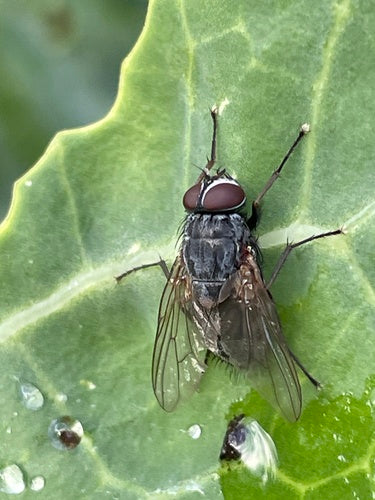 Fałszywa stabilna mucha — zdjęcie 5 z 20