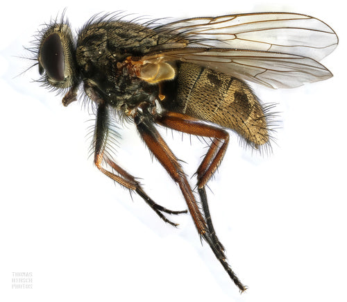 Fałszywa stabilna mucha — Bild 3