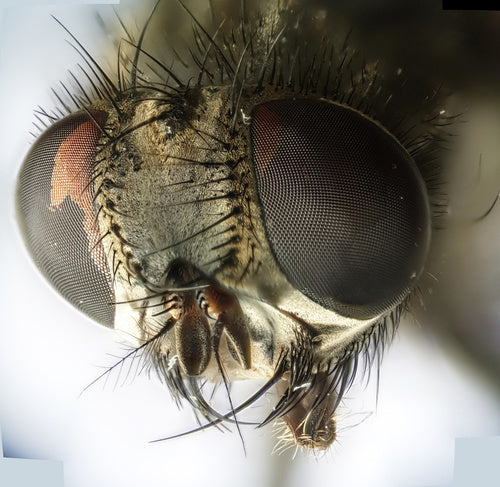 Fałszywa stabilna mucha — Bild 2
