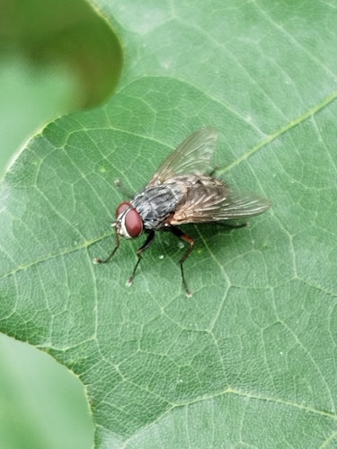 Fałszywa stabilna mucha — zdjęcie 3 z 20