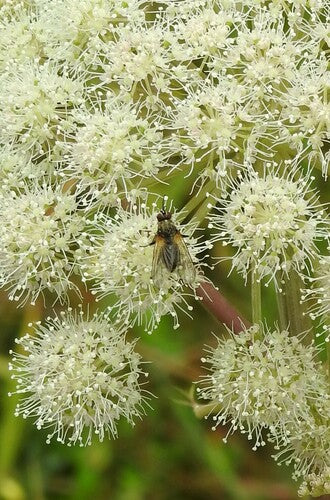 Fałszywa stabilna mucha — Bild 1