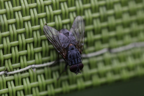 Fałszywa stabilna mucha — Bild 5
