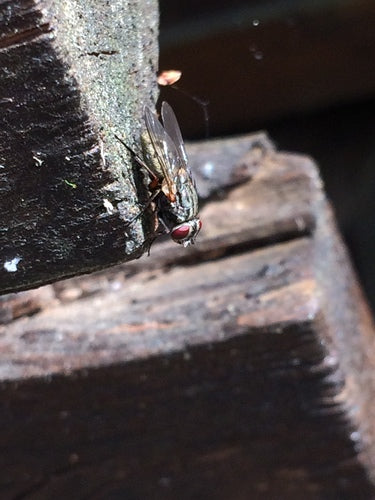 Fałszywa stabilna mucha — Bild 4