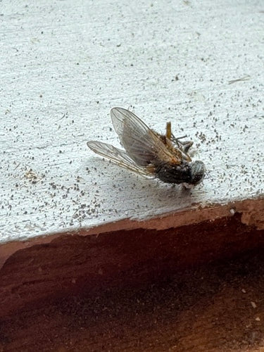 Fałszywa stabilna mucha — zdjęcie 2 z 20