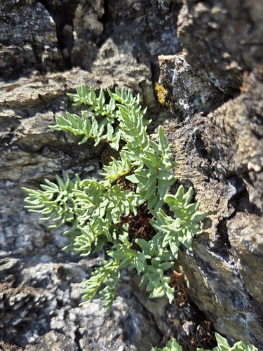 Paprocie — Bild 5