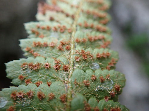 Paprocie — Bild 3
