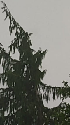 Świerk norweski – Münchenstein, Bazylea-Landschaft
