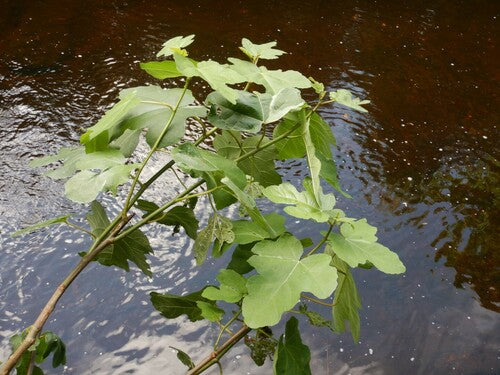 Ryc — Bild 4