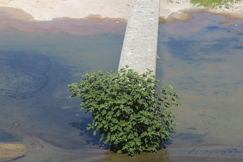 Drzewo figowe — Bild 3