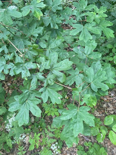Klon polny — Bild 4