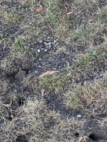 Mysz polna — Bild 3