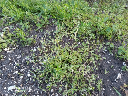 Sałata roszponka — Bild 1