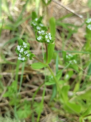 Sałata roszponka — Bild 4