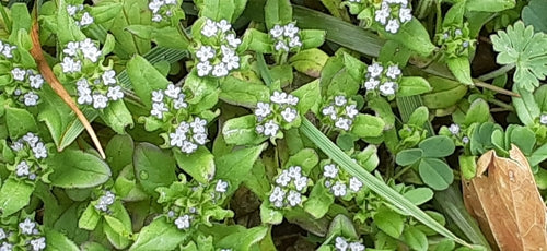 Sałata roszponka — Bild 3