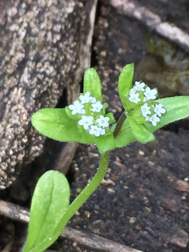 Sałata roszponka — Bild 2