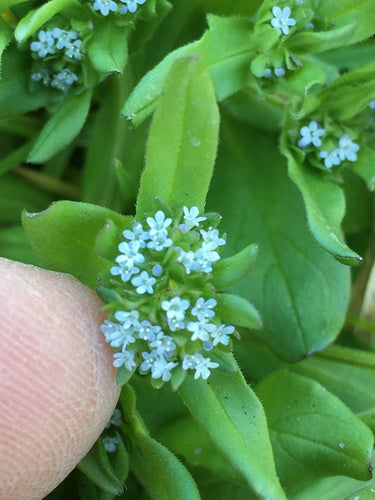 Sałata roszponka — Bild 3