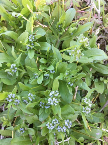 Sałata roszponka — Bild 5