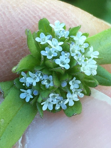 Sałata roszponka — Bild 2