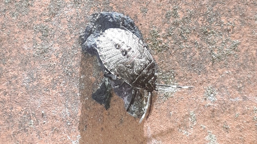 Błąd terenowy — Bild 5
