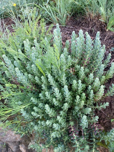 Rozchodnik skalny — Bild 4