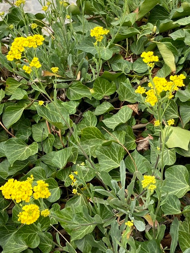 Alissum skalny — Bild 5