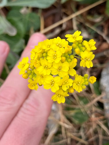 Alissum skalny — Bild 4