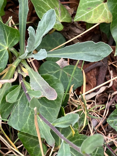 Alissum skalny — Bild 3