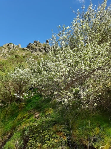 Rockowa gruszka — Bild 4