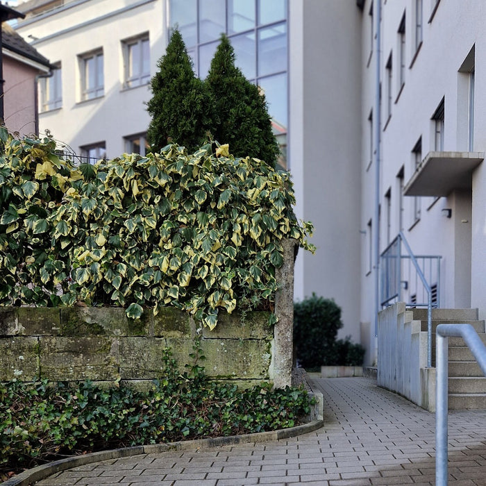 Gotowy żywopłot z bluszczu kolchidzkiego 'Dentata Variegata' – szczegół i w ogrodzie