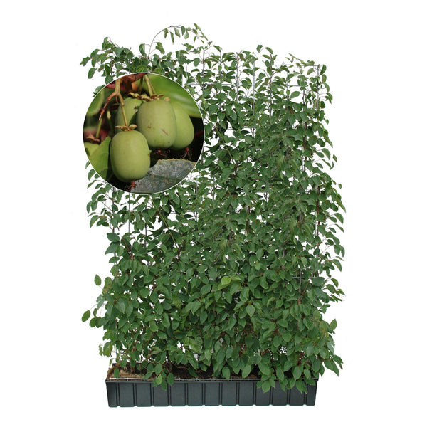 Gotowy żywopłot z mini kiwi 'Geneva' – Wysokość 180 cm