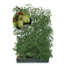 Gotowy żywopłot z mini kiwi 'Geneva' – Wysokość 180 cm