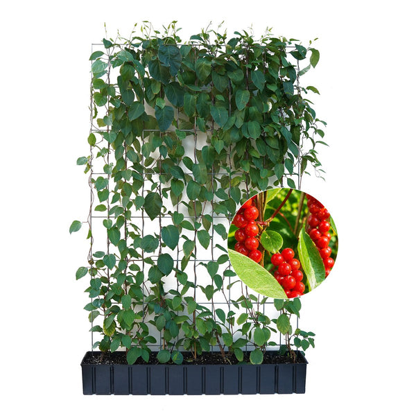 Gotowy żywopłot z cytryńca chińskiego – Wysokość 180 cm