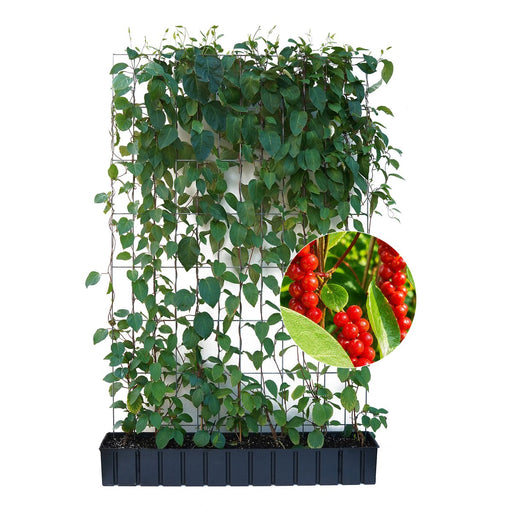Gotowy żywopłot z cytryńca chińskiego – Wysokość 180 cm
