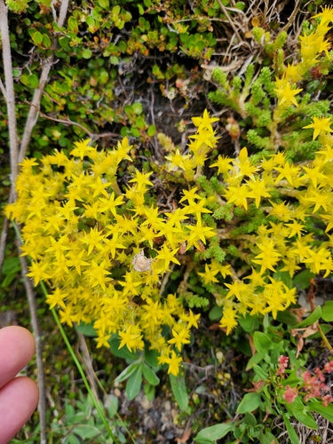 Rozchodnik — Bild 4