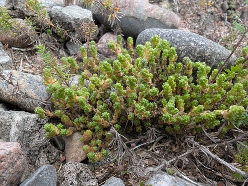 Rozchodnik — Bild 2