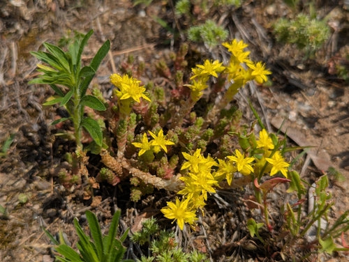 Rozchodnik — Bild 3