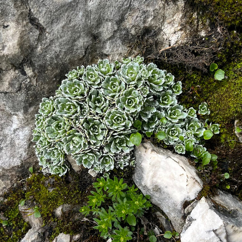 Skalnica rozchodnika — Bild 2