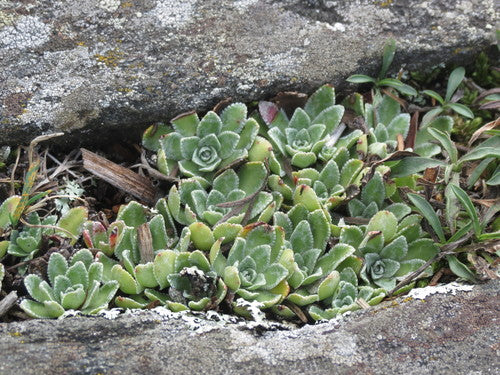 Skalnica rozchodnika — Bild 5