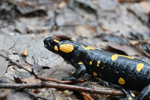Salamandra plamista — Bild 4
