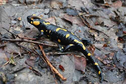 Salamandra plamista — Bild 3