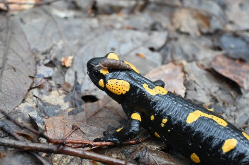 Salamandra plamista — Bild 5