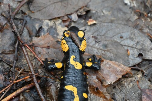 Salamandra plamista — Bild 2