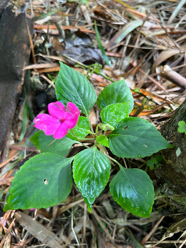 Pracowity Lieschen — Bild 4