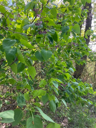 liliowy — Bild 3