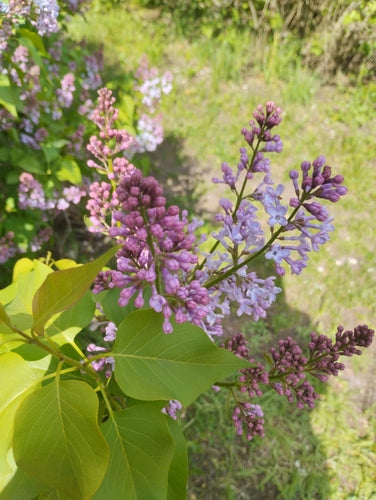 liliowy — Bild 4