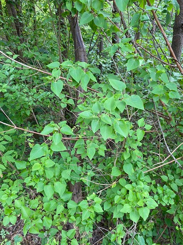 liliowy — Bild 4