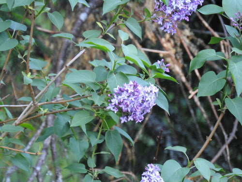 liliowy — Bild 3