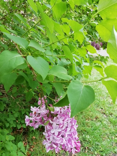 liliowy — Bild 2