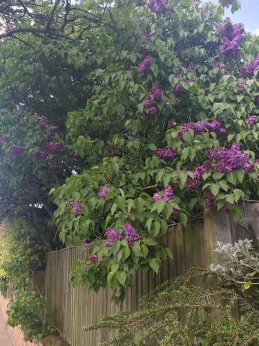 liliowy — Bild 5