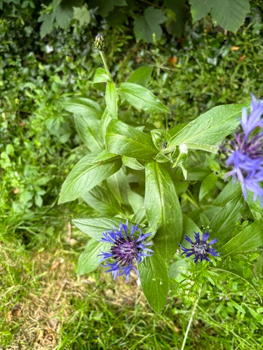 Kanapowiec — Bild 3